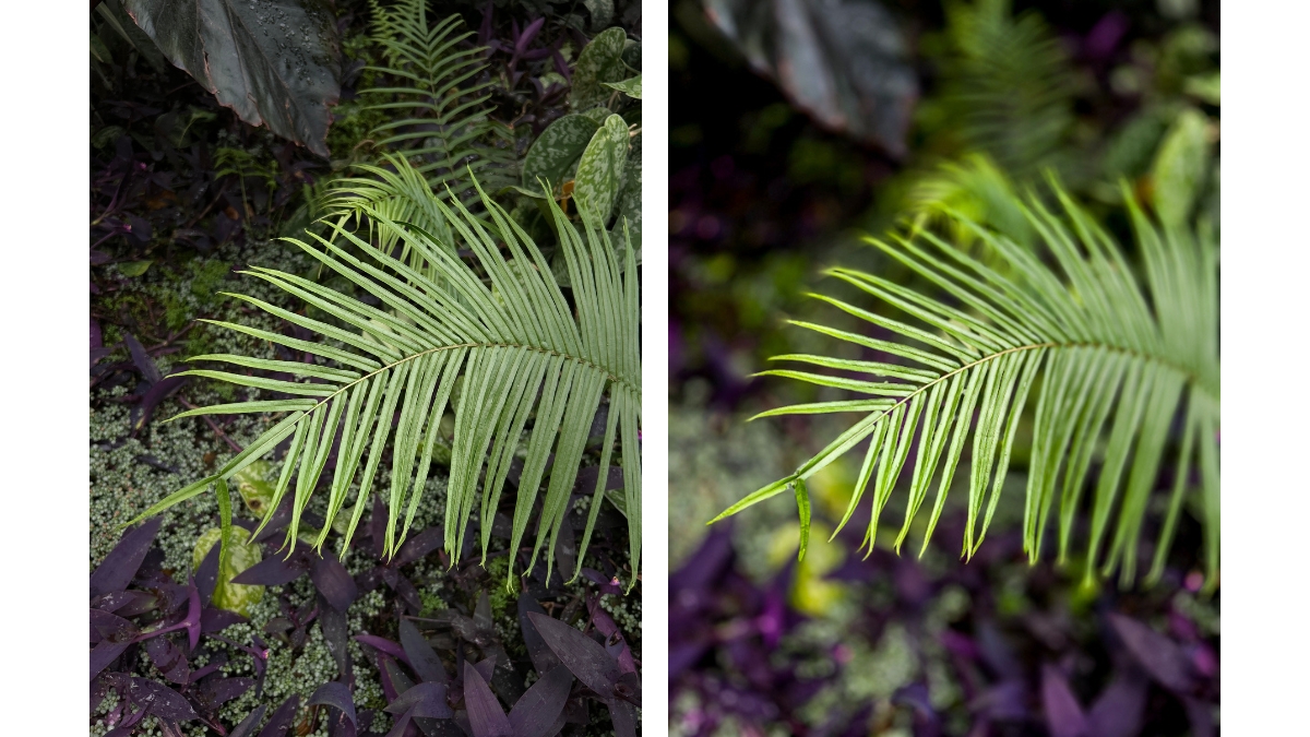 Lightroom Mobile preset enhancing detail and depth in a fern photo taken with Portrait Mode 