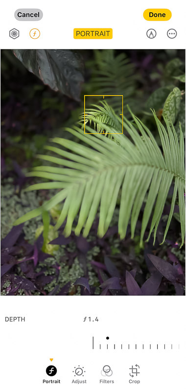 User adjusting the focus point of a Portrait Mode fern image in the iPhone editing tools