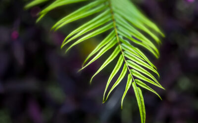How to Use Portrait Mode Like a Pro: Tips for Stunning Depth Effects