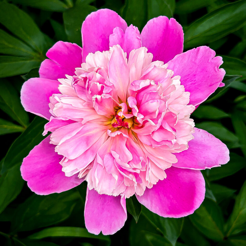 A professional photo of a flower in a garden taken with an iPhone camera and edited in Lightroom.