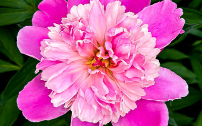 5 Easy Ways to Make Your Phone Photos Look Professional