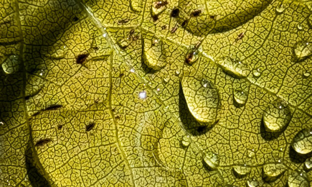How to Take Better iPhone Photos by Learning to See Light
