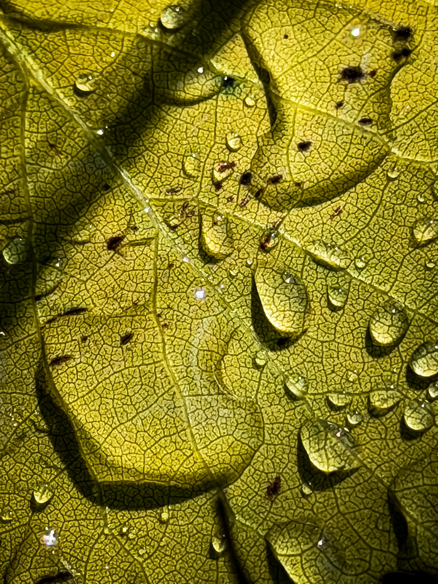 A close up macro photo of rain drops on a yellow leaf, showing the veining and details in the leaf thanks to bright, dynamic sunlight. A beginner's guide to taking better iPhone photos.