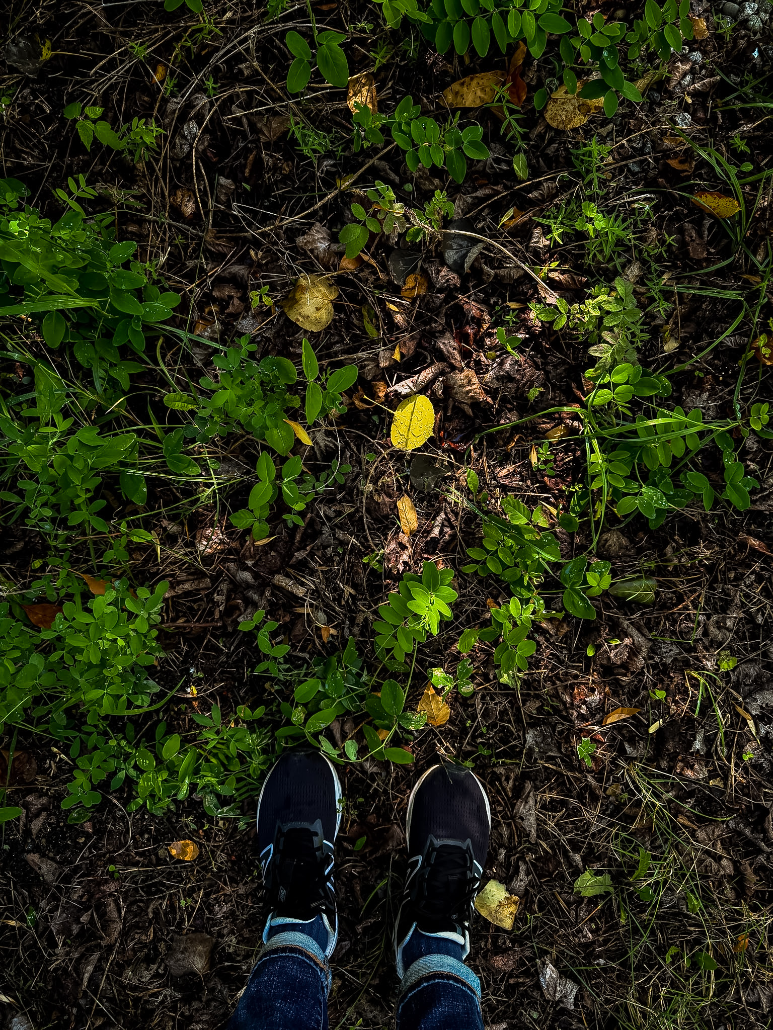 A beginner's guide to taking better iPhone photos. A small yellow leaf is found on the ground by my feet.