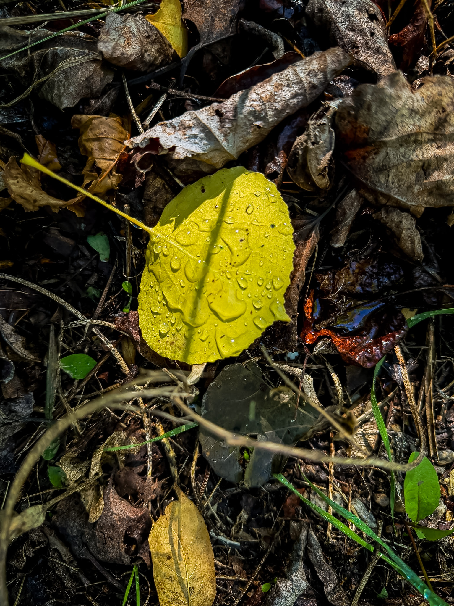 How to find interesting light with a phone camera. A closer look at rain drops on a yellow leaf on the forest ground.