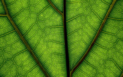Variety in Perspective: The Key to Finding Authenticity in Photography