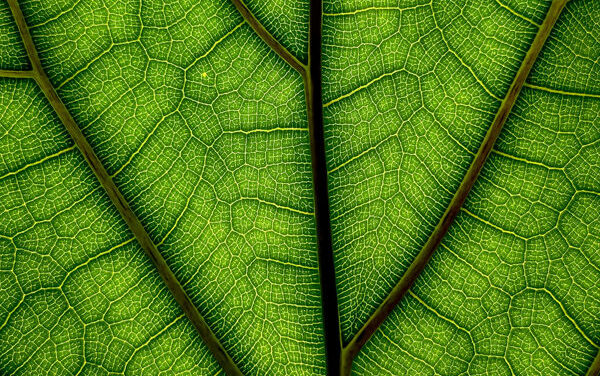 Variety in Perspective: The Key to Finding Authenticity in Photography