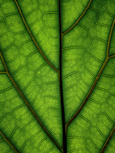 Backlit photo of a leaf, taken with iPhone camera and edited in Lightroom.