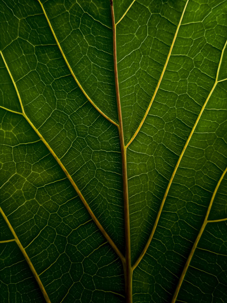 How lighting affects photography.